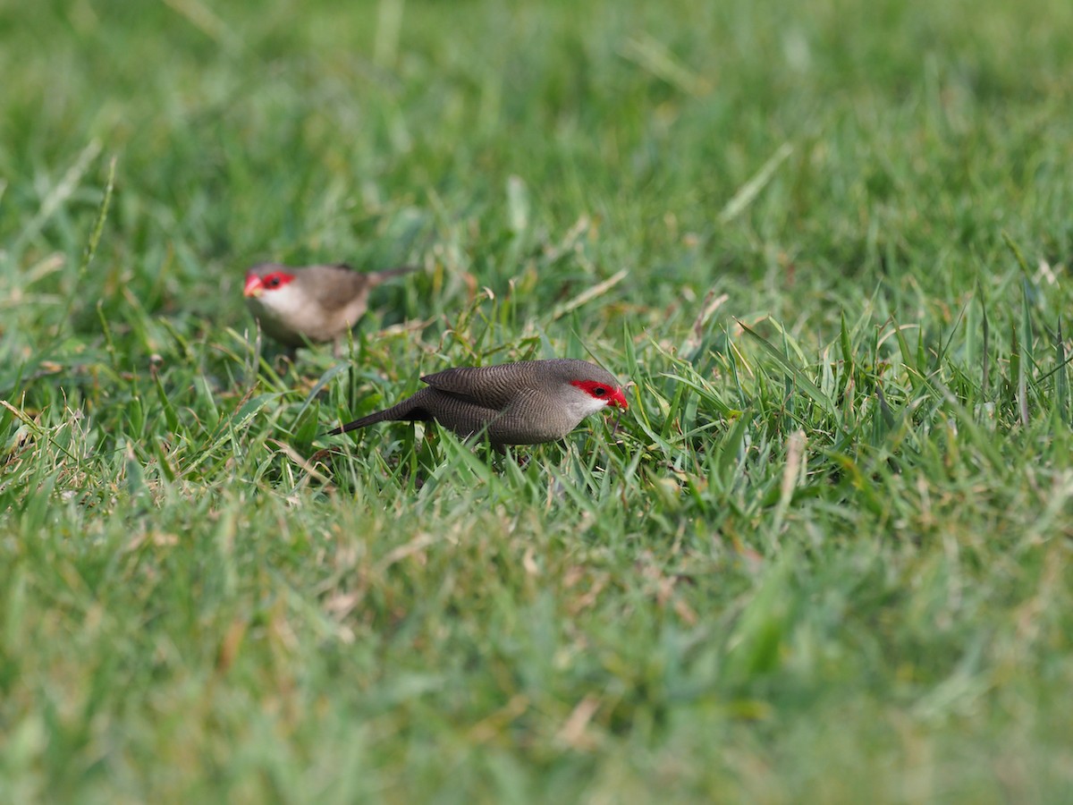 Common Waxbill - Hans-Peter Bieri