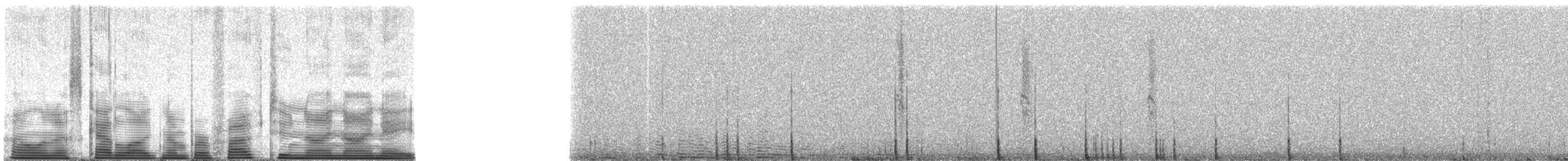 Black-tailed Gnatcatcher - ML52998