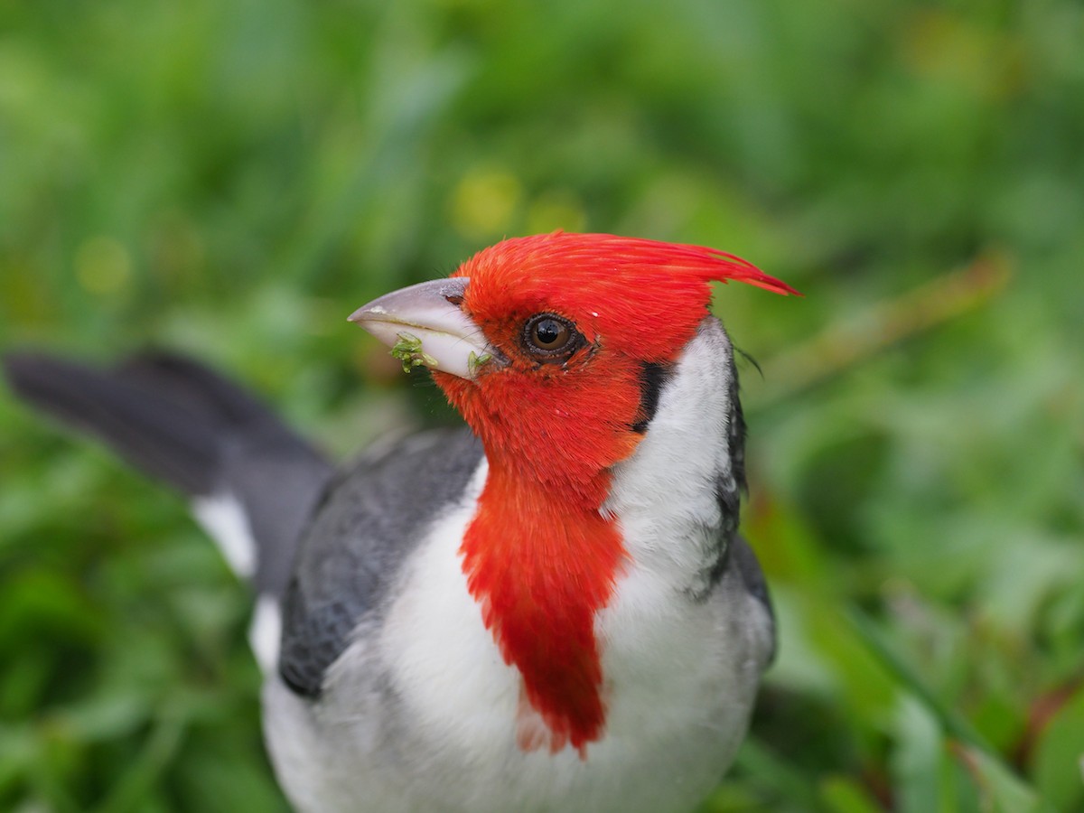Red-crested Cardinal - Hans-Peter Bieri