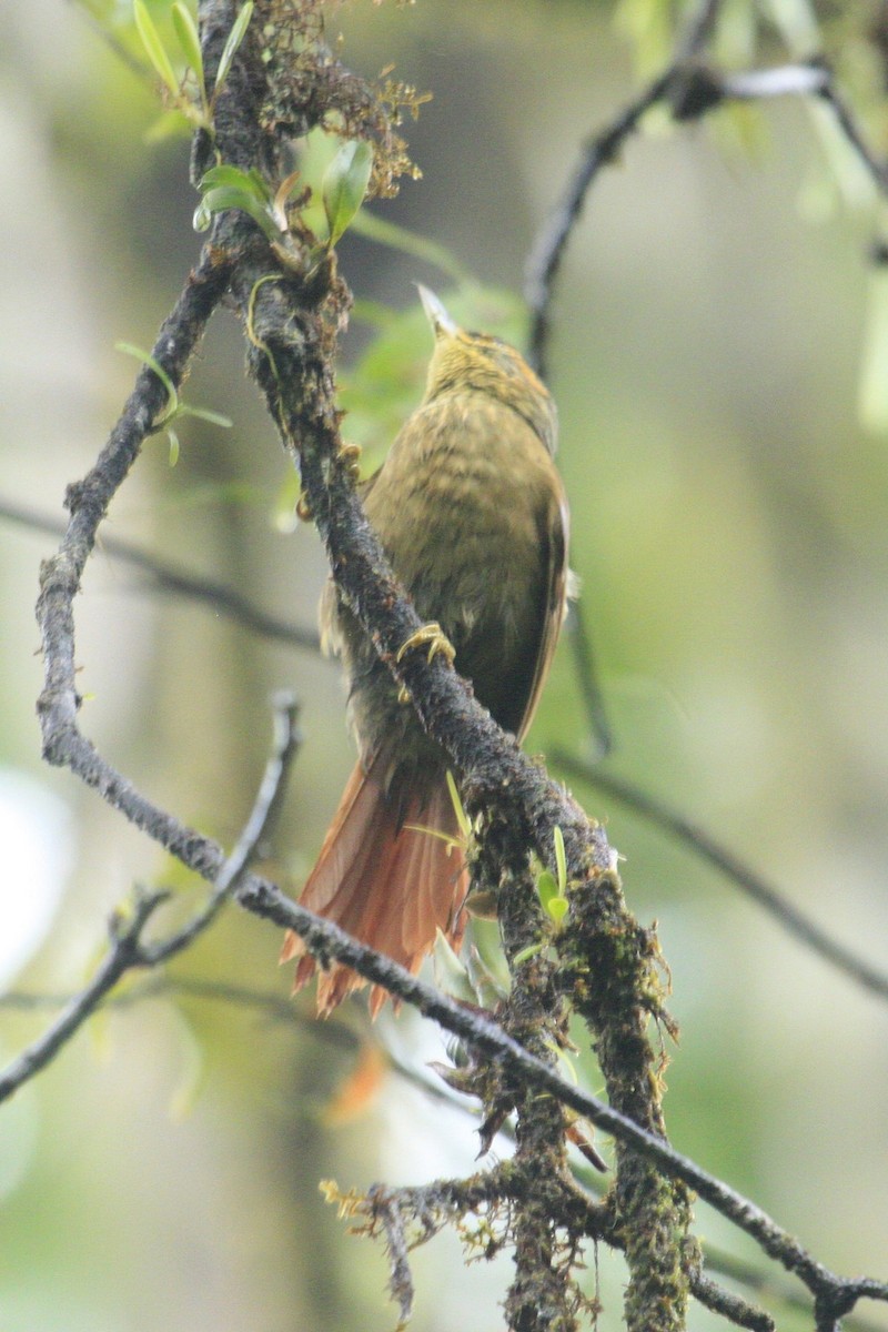 Scaly-throated Foliage-gleaner - ML529980151