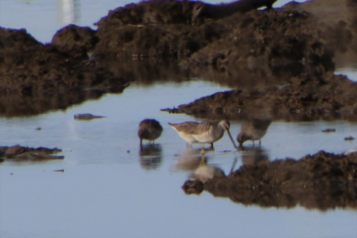 Long-billed Dowitcher - ML529980711