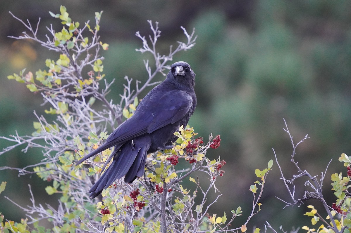 Common Raven - ML529981121