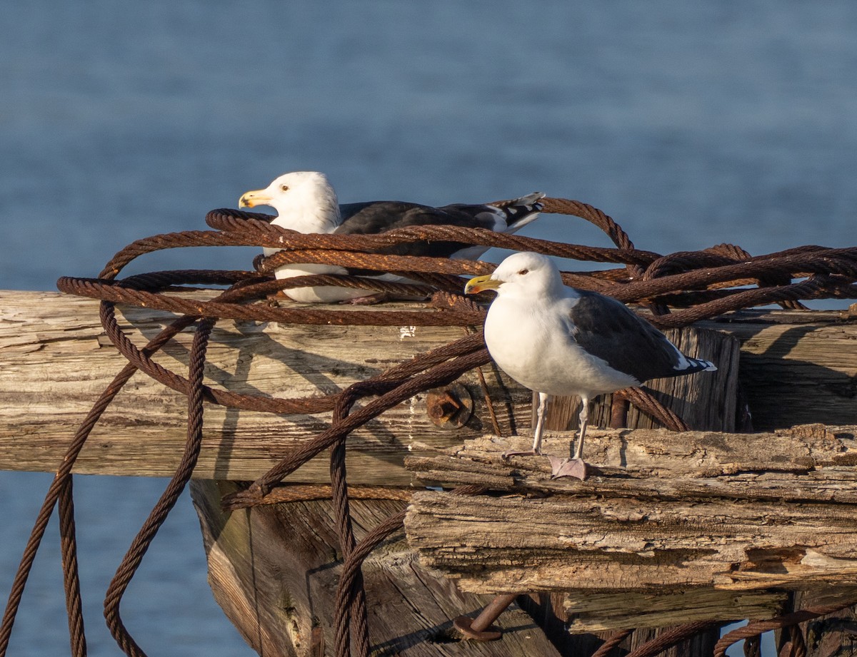 Great Black-backed Gull - ML529981191