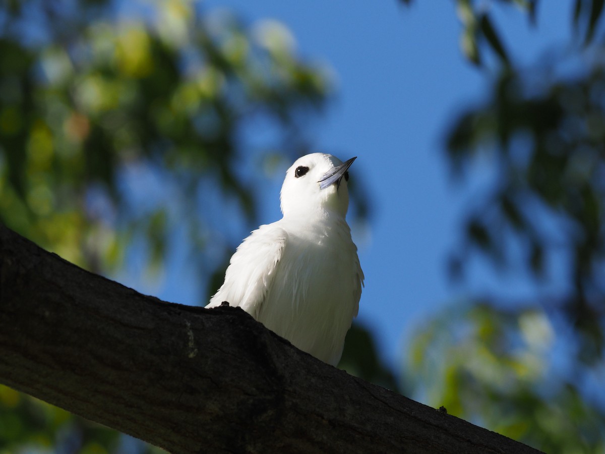 Charrán Blanco - ML529981791