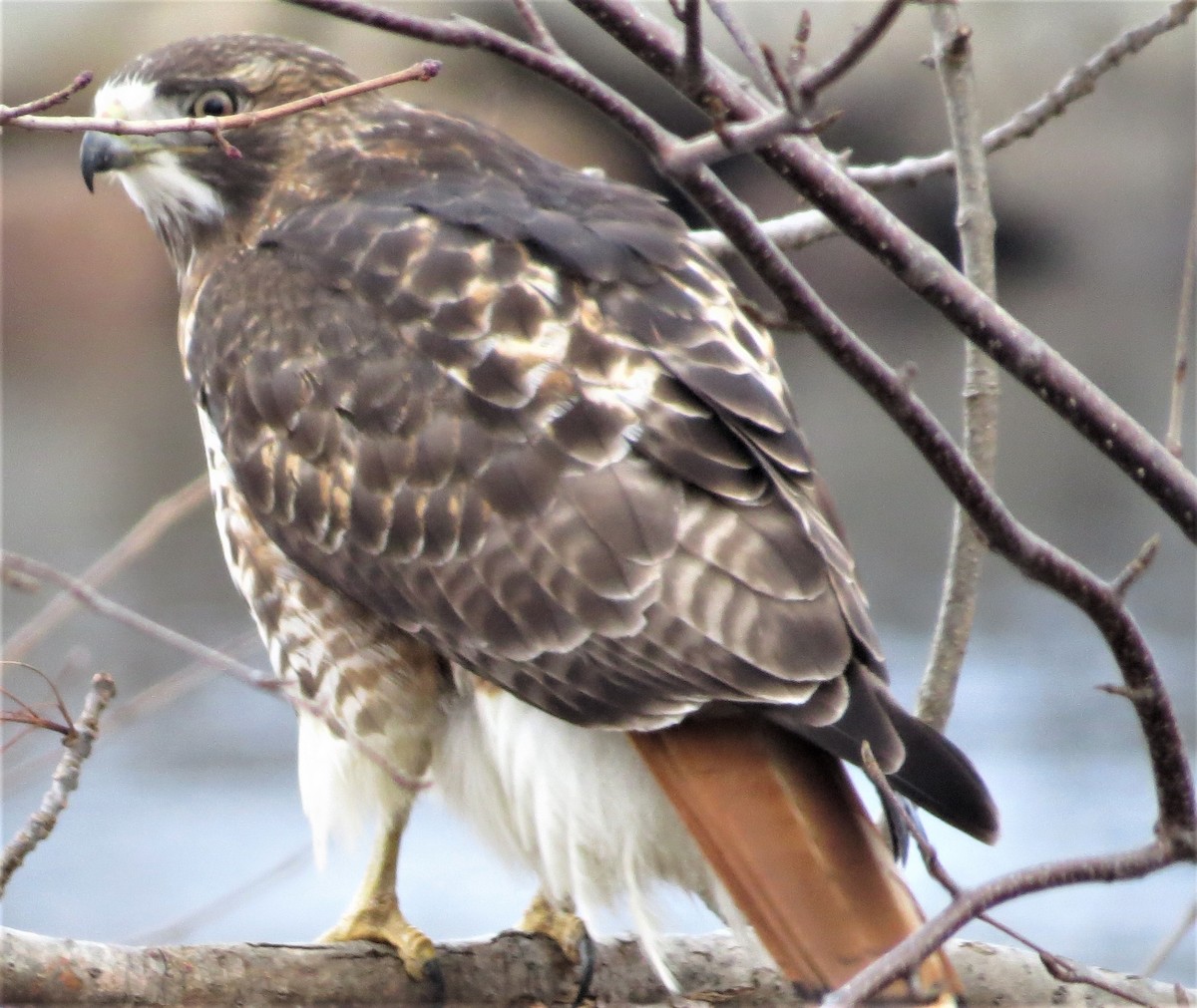 Red-tailed Hawk - ML529981991