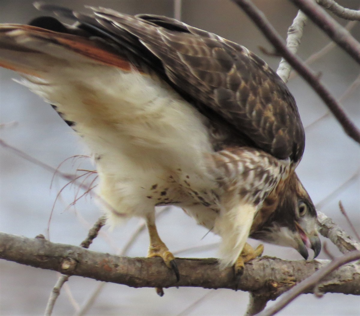Red-tailed Hawk - ML529982161