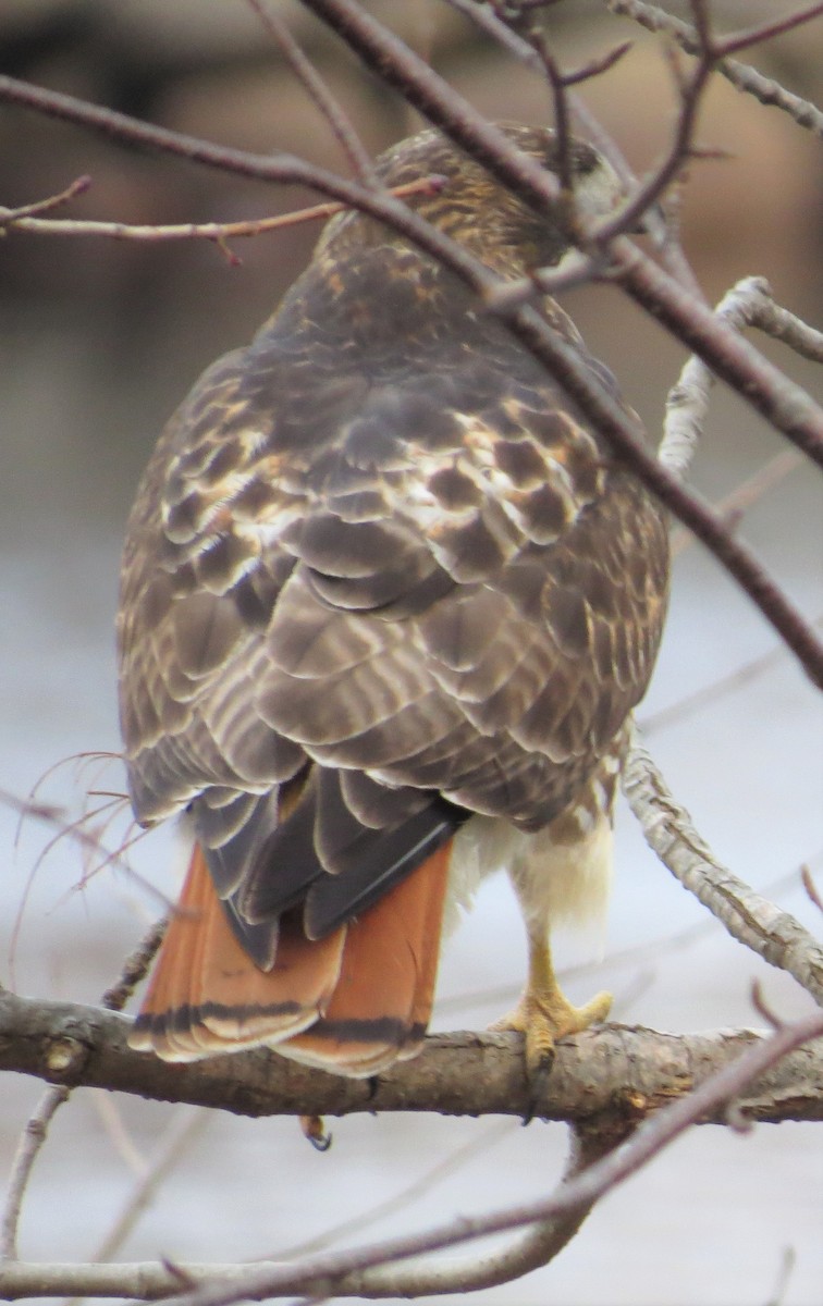 Red-tailed Hawk - ML529982271