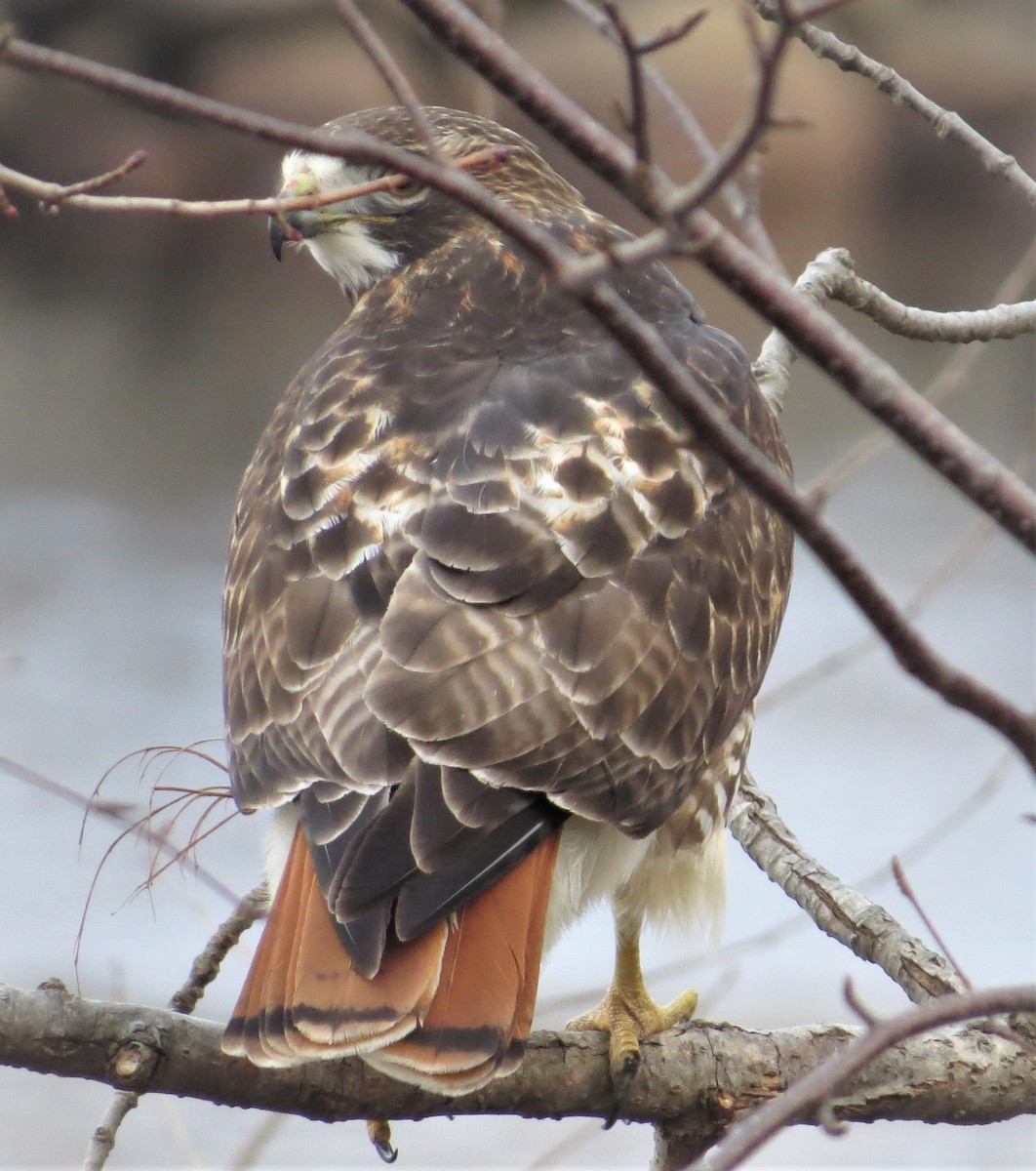 Red-tailed Hawk - ML529982341