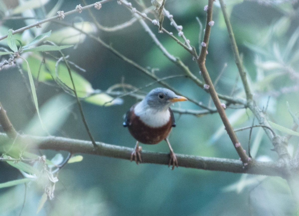 Chestnut Thrush - ML529982571