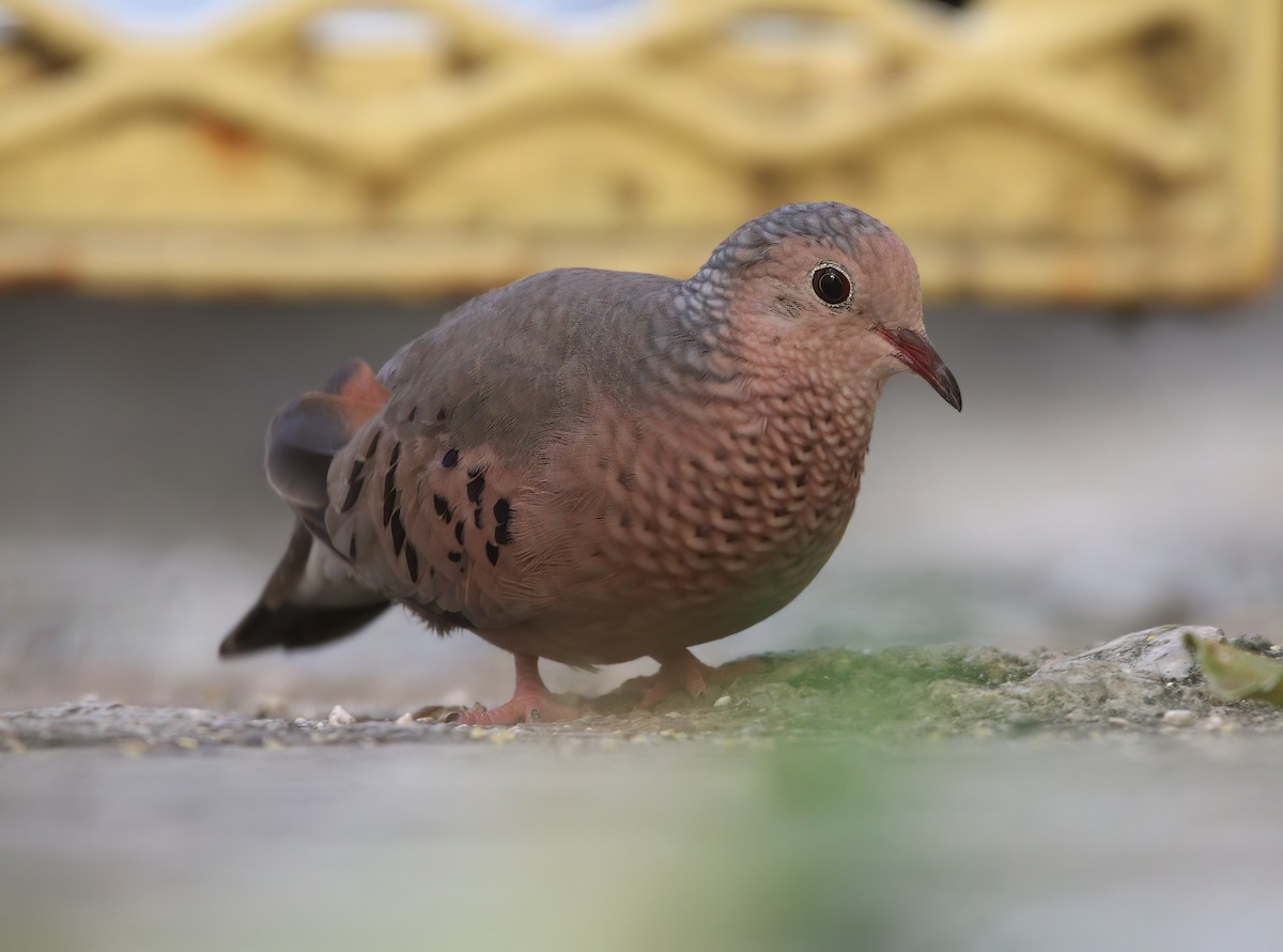 Common Ground Dove - ML529982961