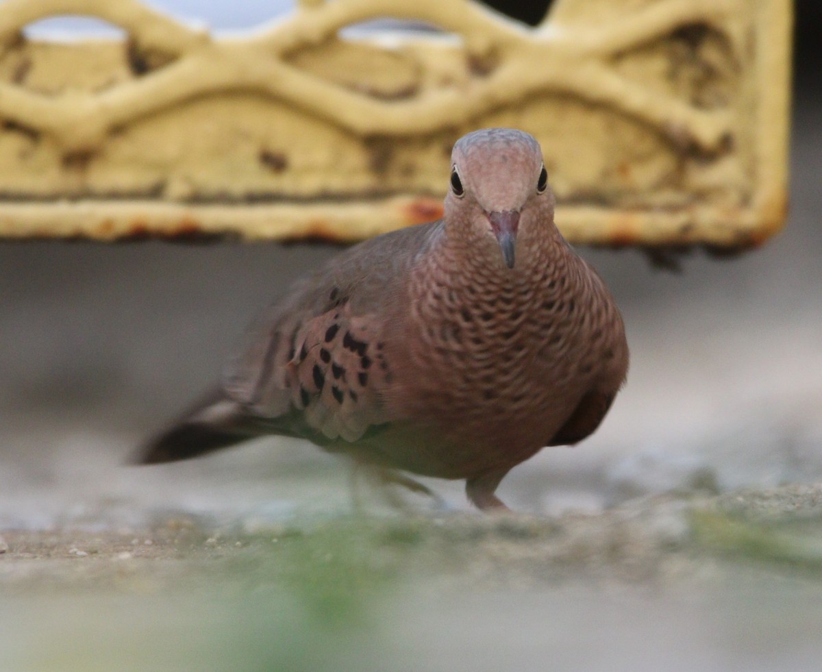 Common Ground Dove - ML529982971
