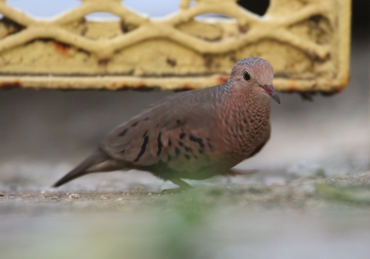Common Ground Dove - ML529982981