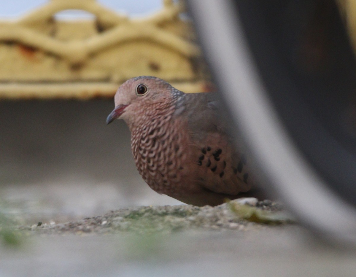 Common Ground Dove - ML529983001