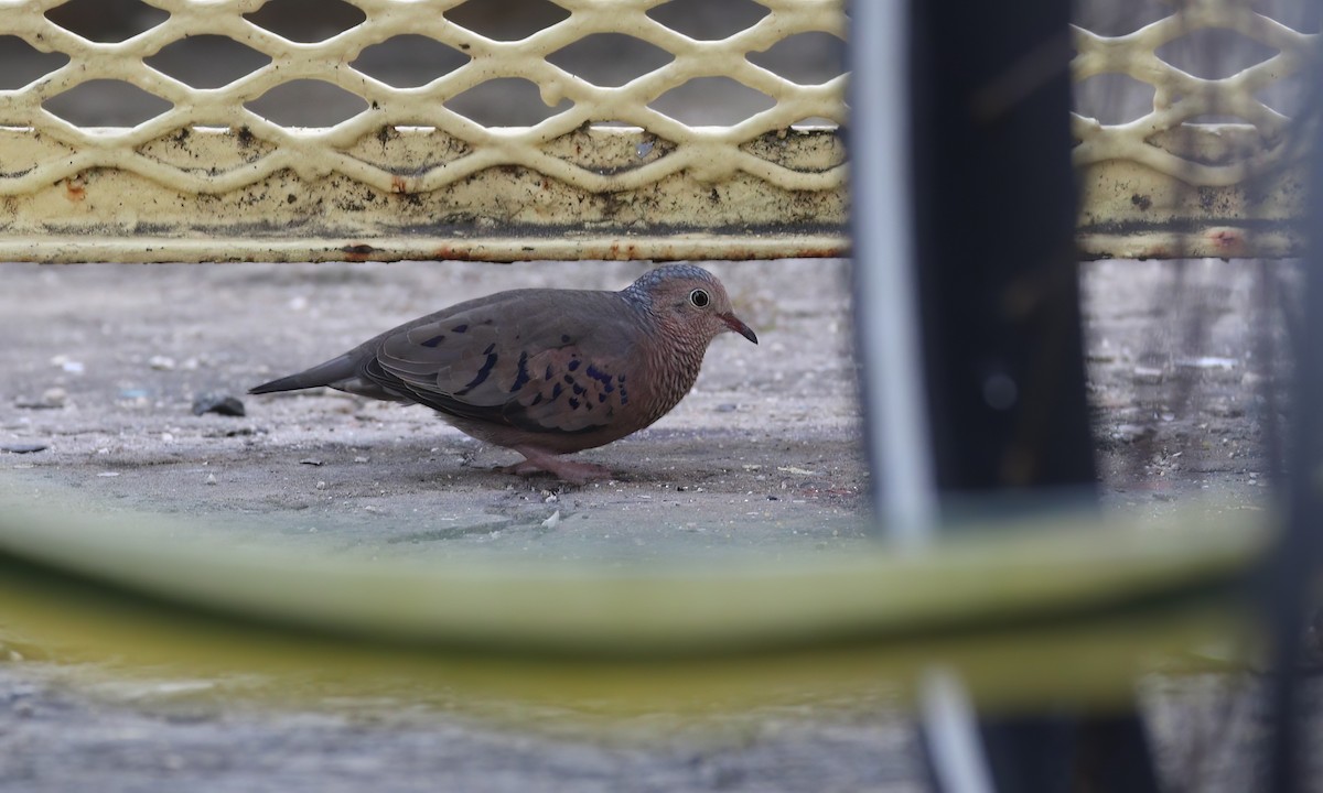 Common Ground Dove - ML529983011