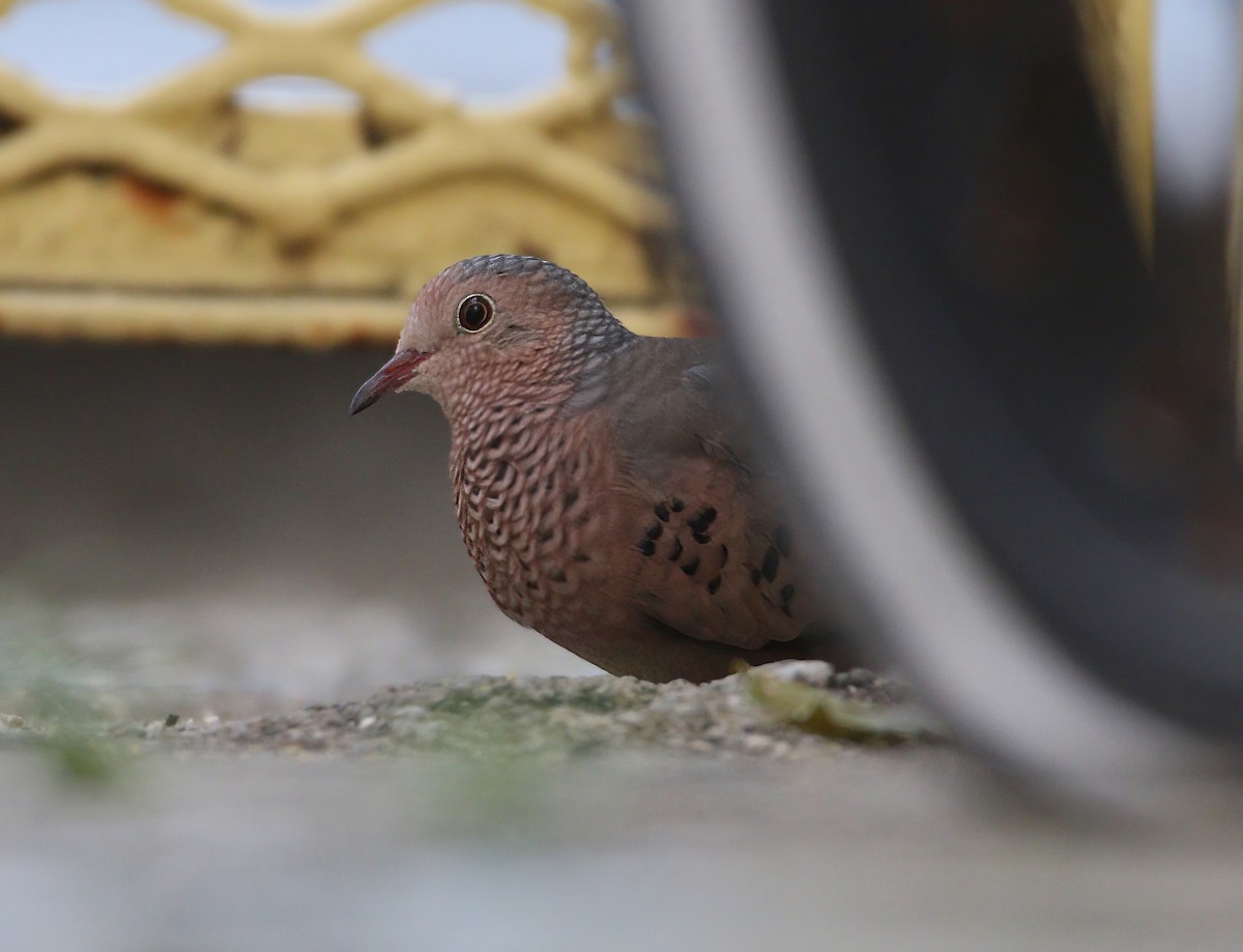 Common Ground Dove - ML529983031