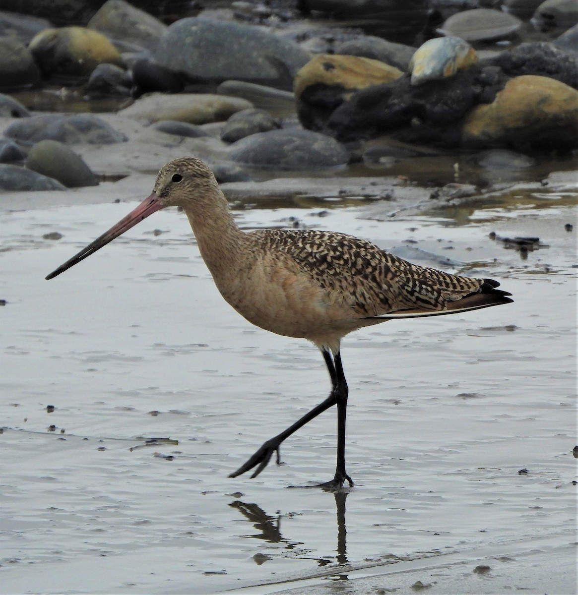 Marbled Godwit - ML529983801