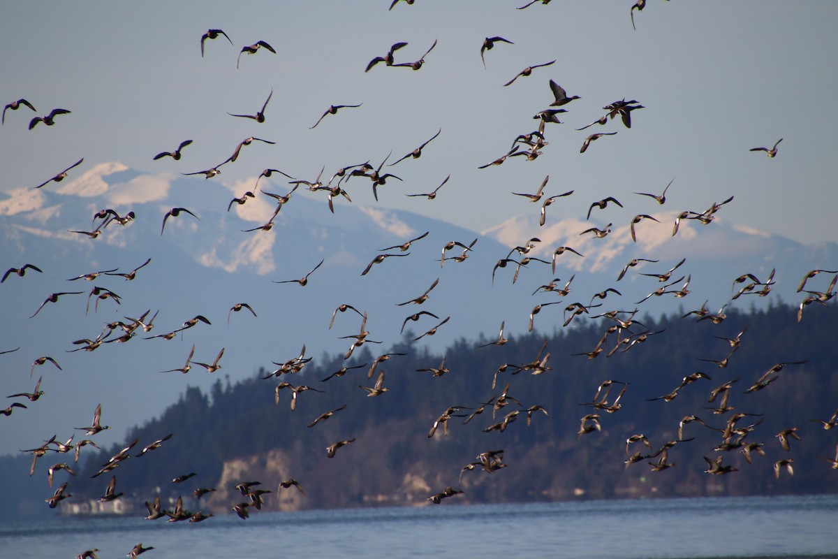 American Wigeon - ML529983821