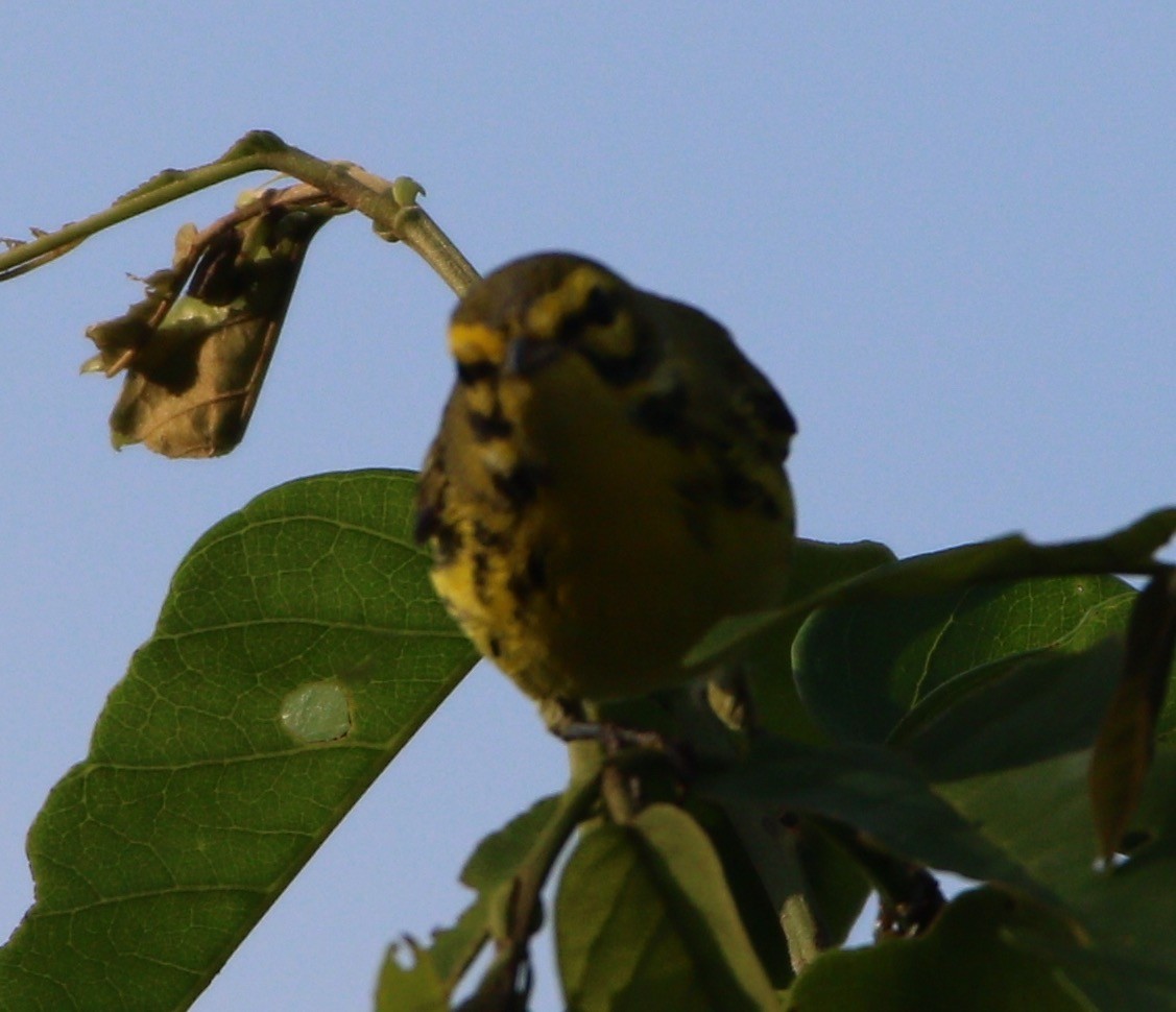 Prairie Warbler - ML529984501