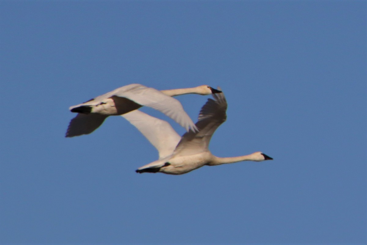 Tundra Swan - ML529986031