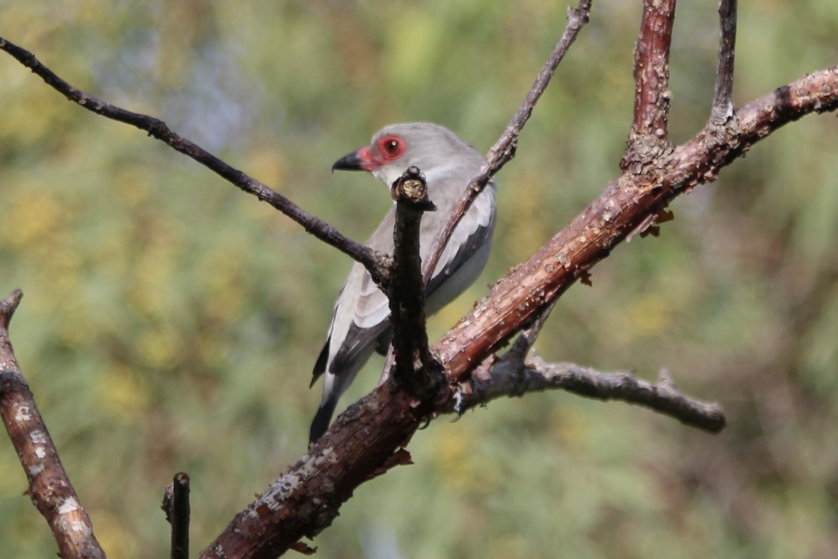 Masked Tityra - ML529990881