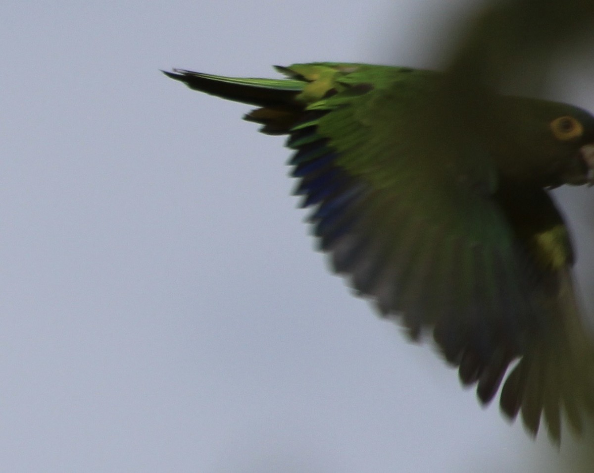 Orange-fronted Parakeet - ML529991201