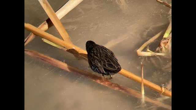 Râle de Virginie - ML529991491