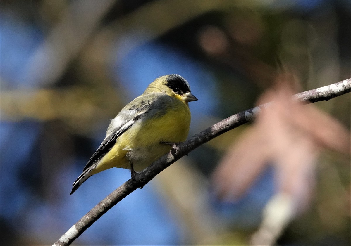 Lesser Goldfinch - ML529992211