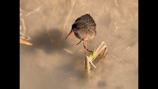 Râle de Virginie - ML529993771