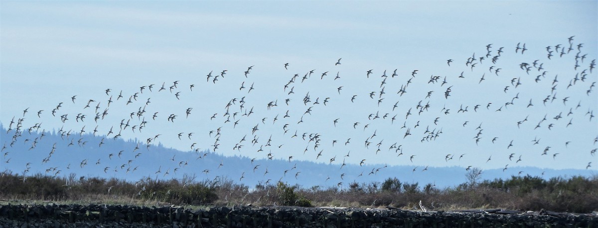 Dunlin - ML52999471