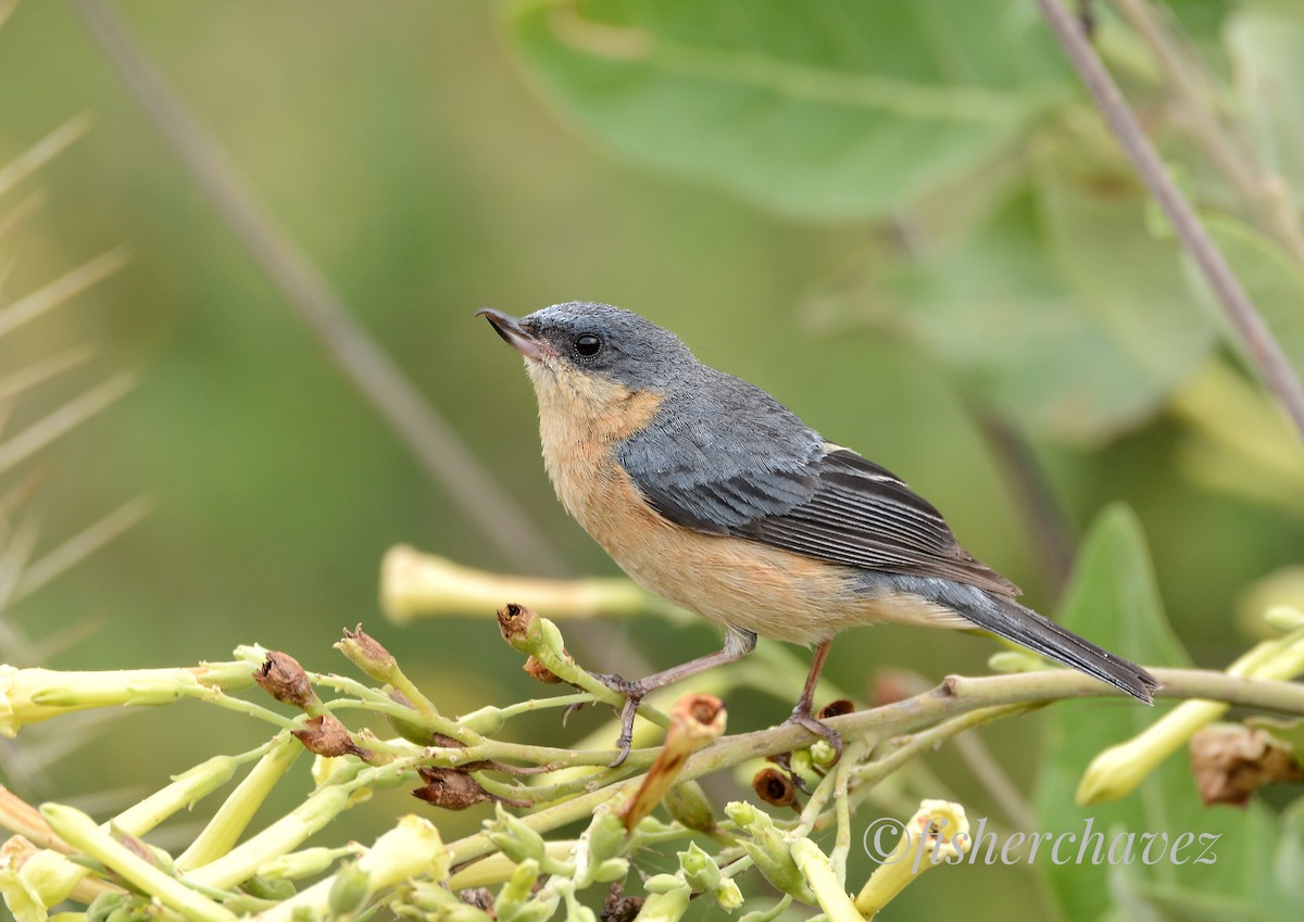 Rusty Flowerpiercer - ML52999551