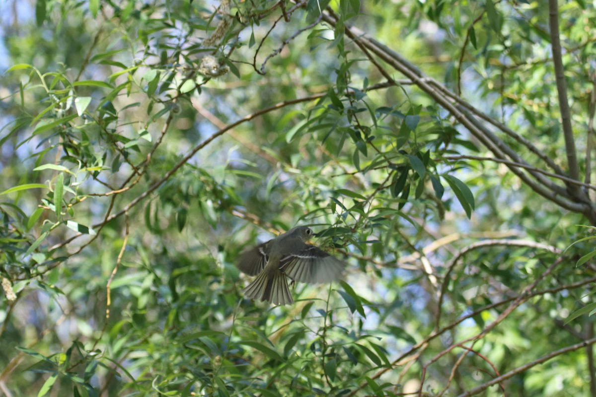 Ruby-crowned Kinglet - ML52999801