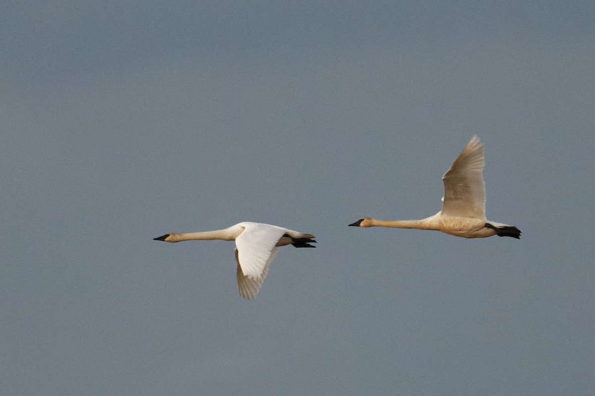 Cisne Trompetero - ML529999251