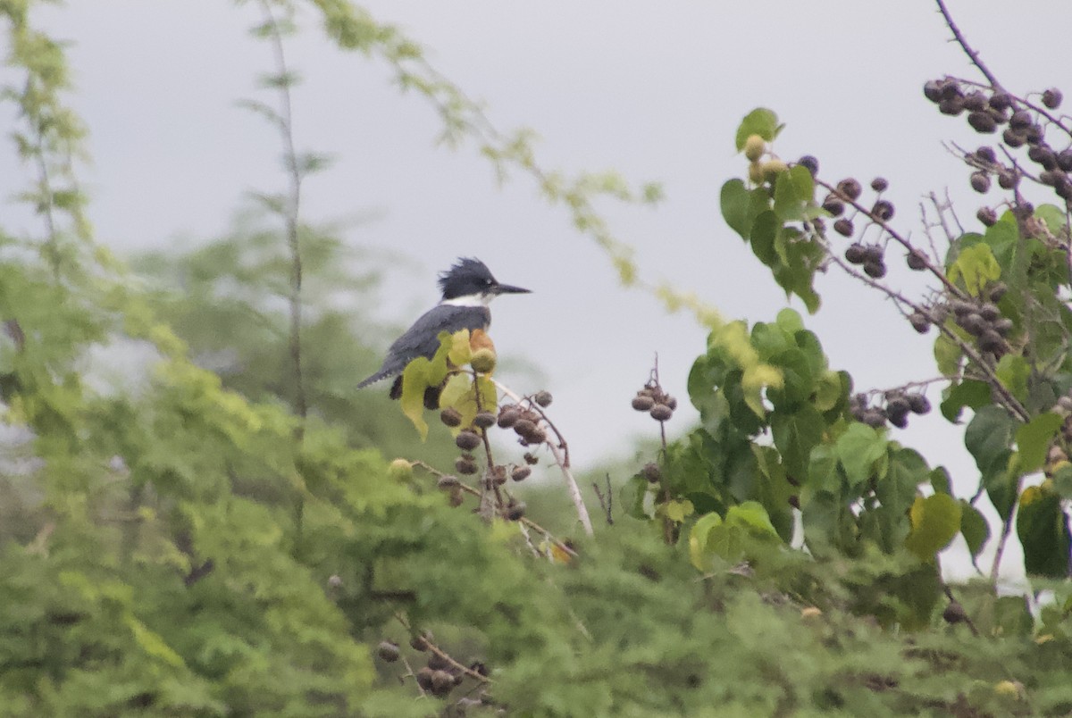 Belted Kingfisher - ML529999971