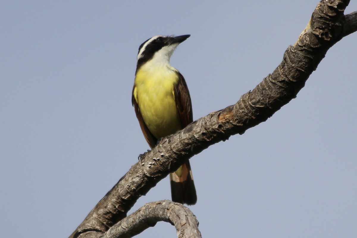 Boat-billed Flycatcher - Anonymous