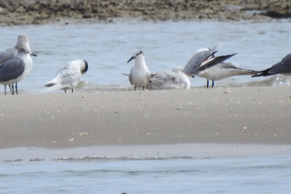 Sandwich Tern - ML530000481