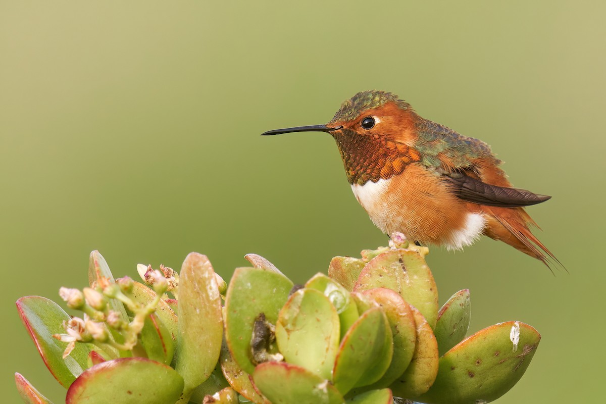 Allen's Hummingbird - ML530002091