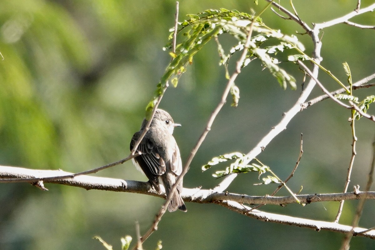 Asian Brown Flycatcher - ML530004311