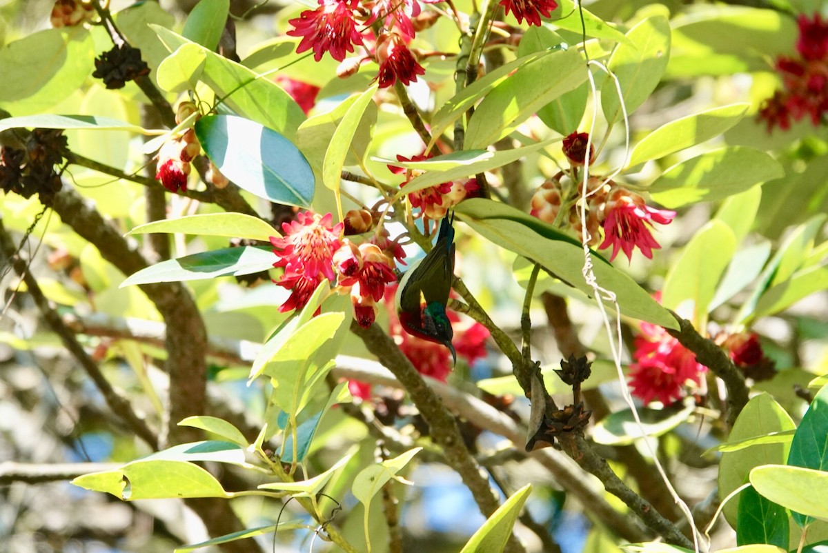 Fork-tailed Sunbird - ML530004781