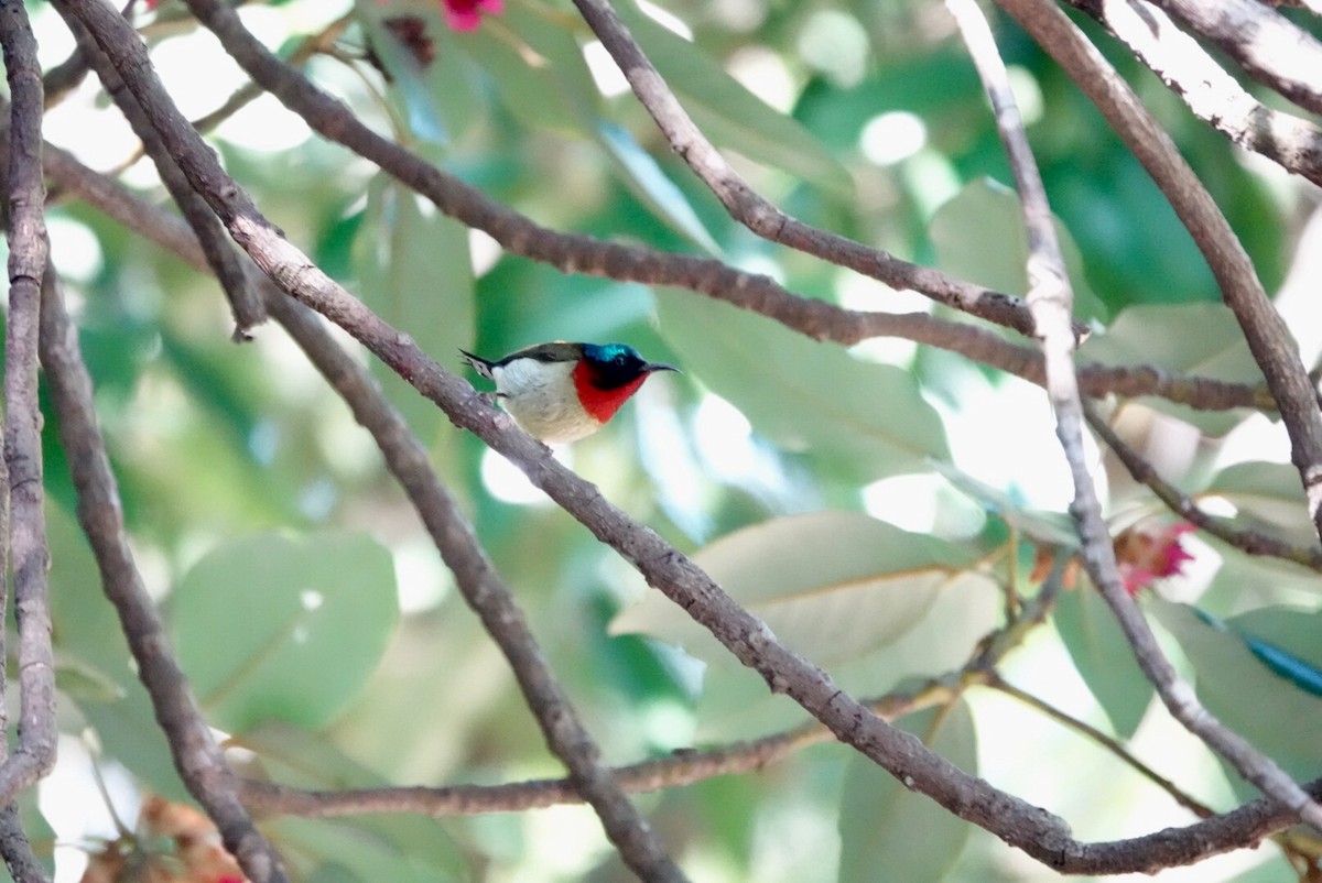 Fork-tailed Sunbird - ML530004791