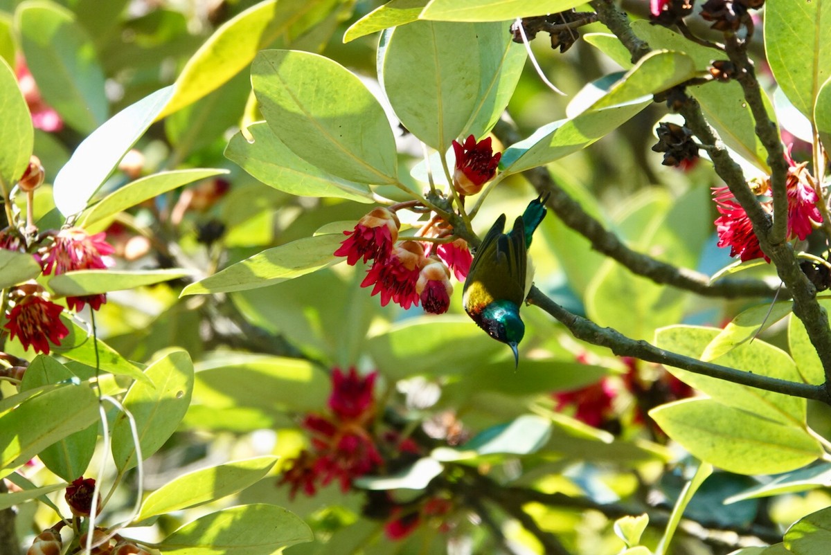 Fork-tailed Sunbird - ML530004801