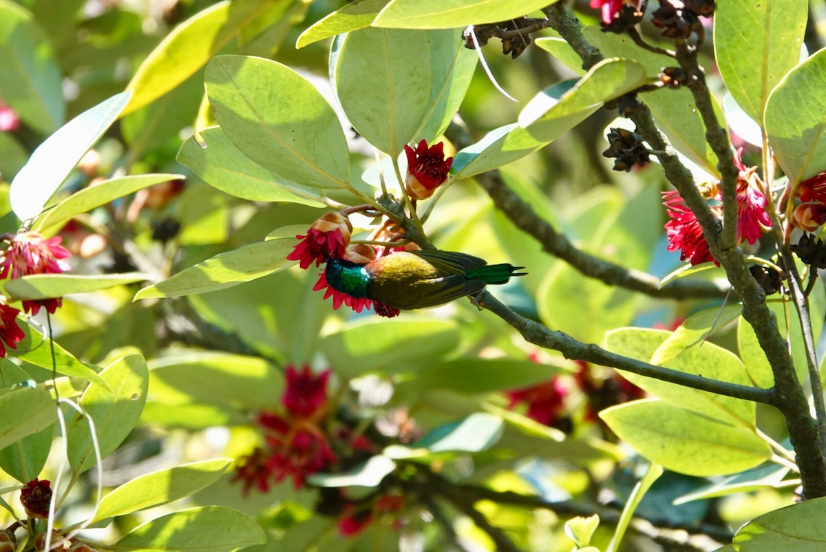 Fork-tailed Sunbird - ML530004811