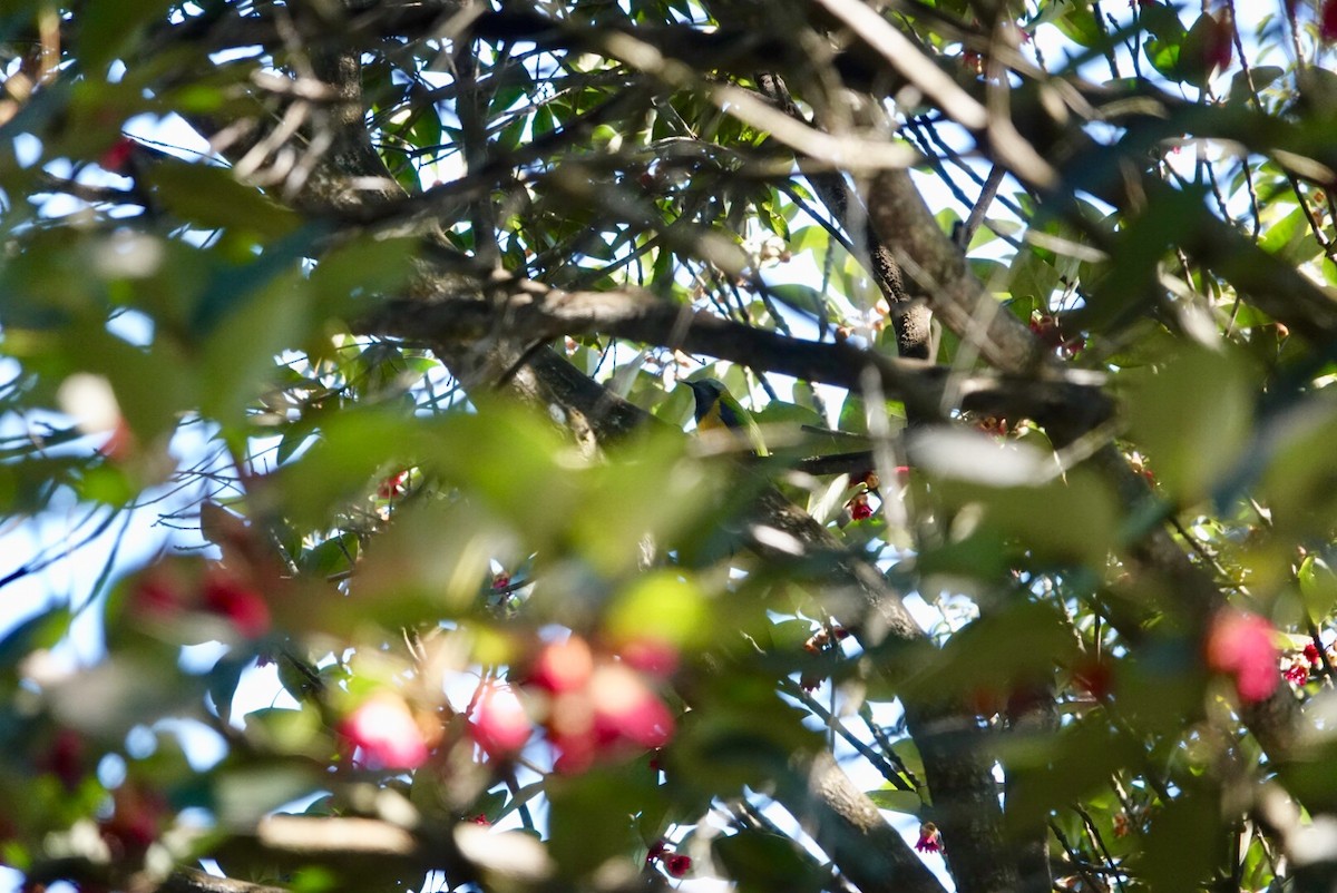 Orange-bellied Leafbird - ML530004941