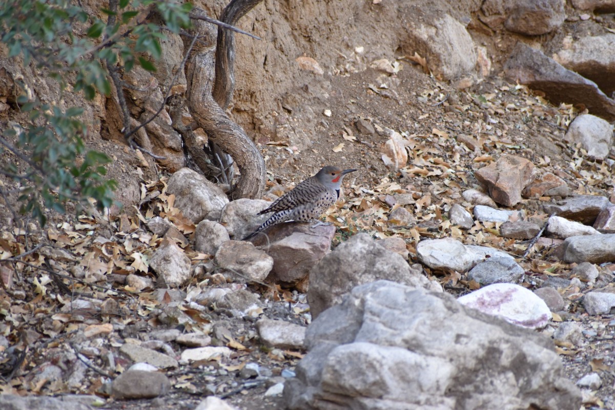 Northern Flicker - ML530005131