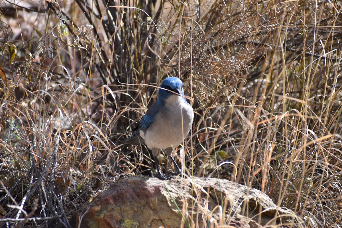 Mexican Jay - ML530005181
