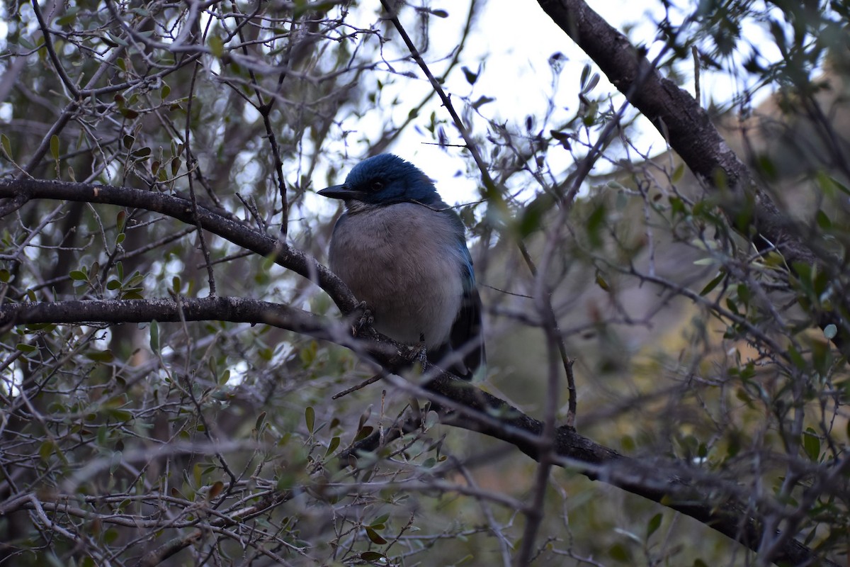 Mexican Jay - ML530005251