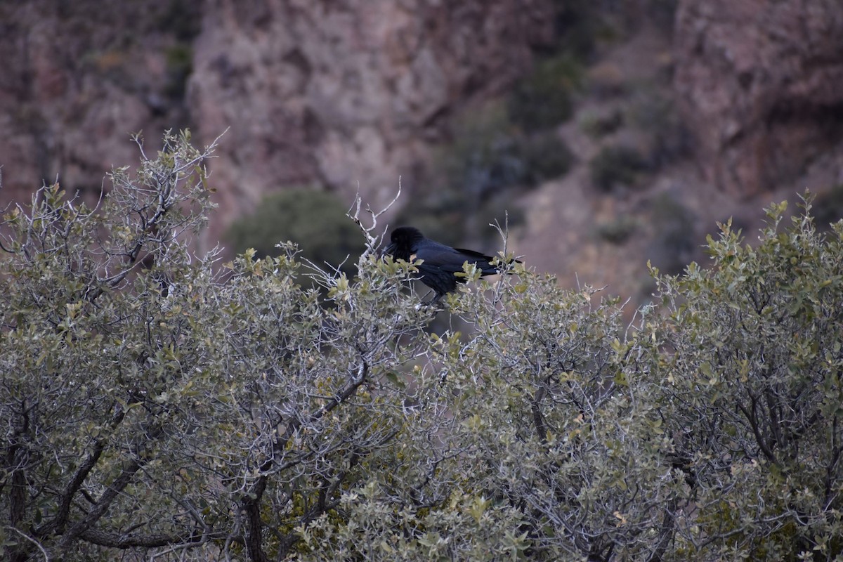 Common Raven - ML530005361