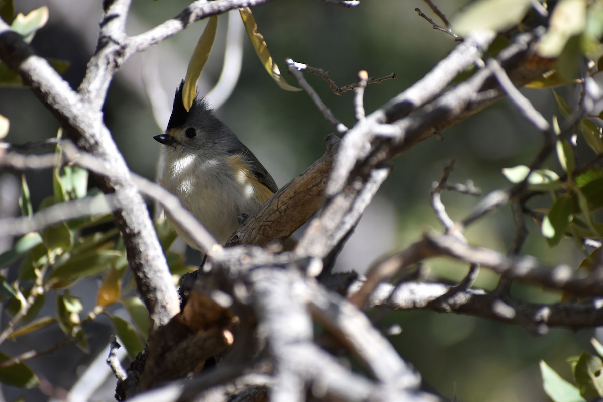 Black-crested Titmouse - ML530005381