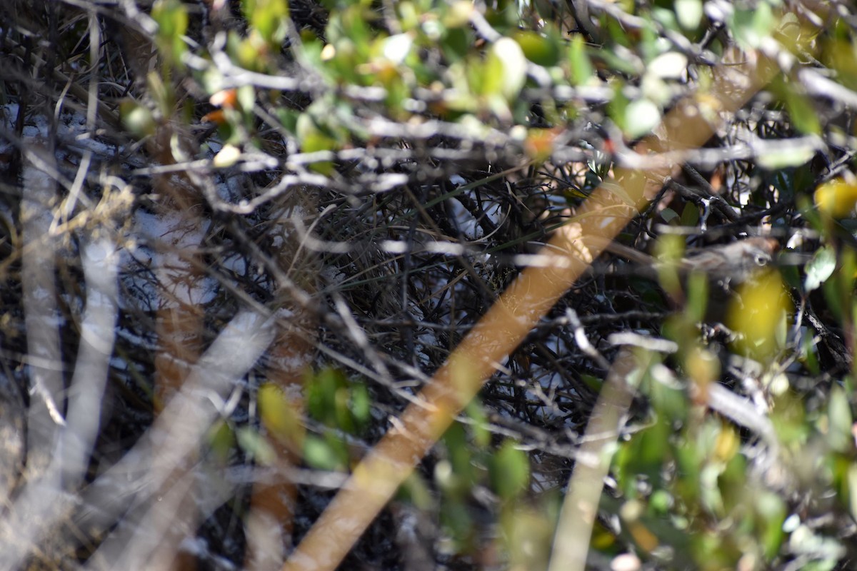Rufous-crowned Sparrow - ML530005551