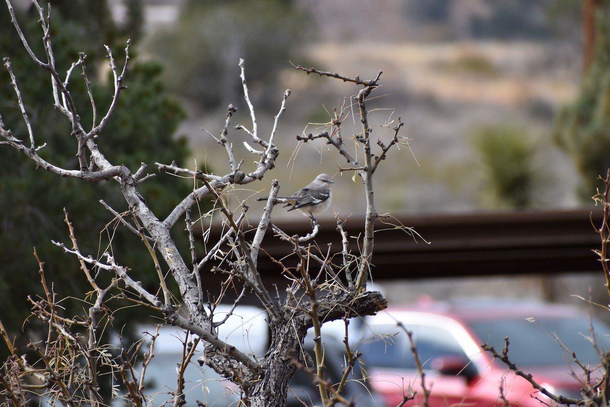 Northern Mockingbird - ML530005661