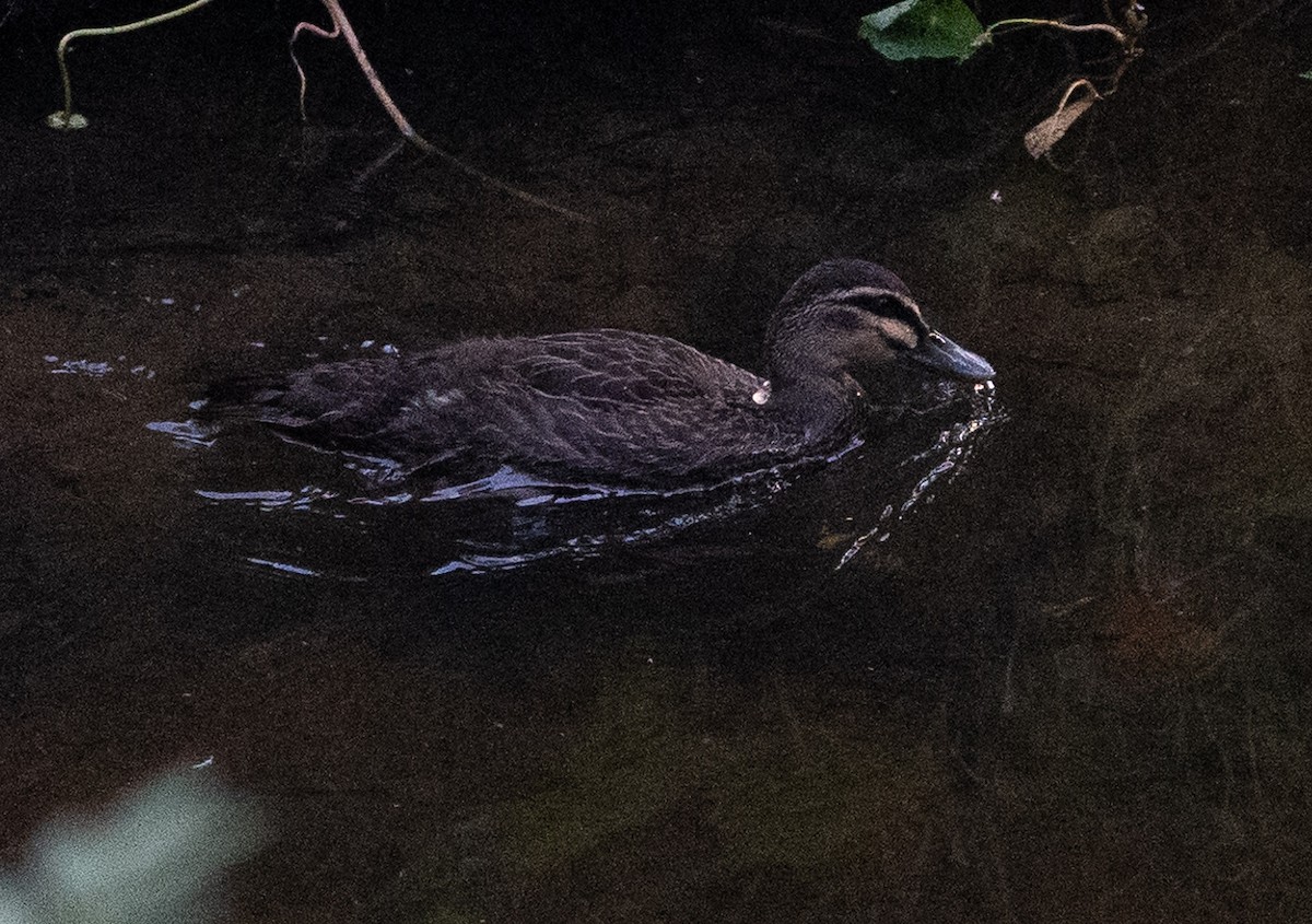 Pacific Black Duck - ML530005921